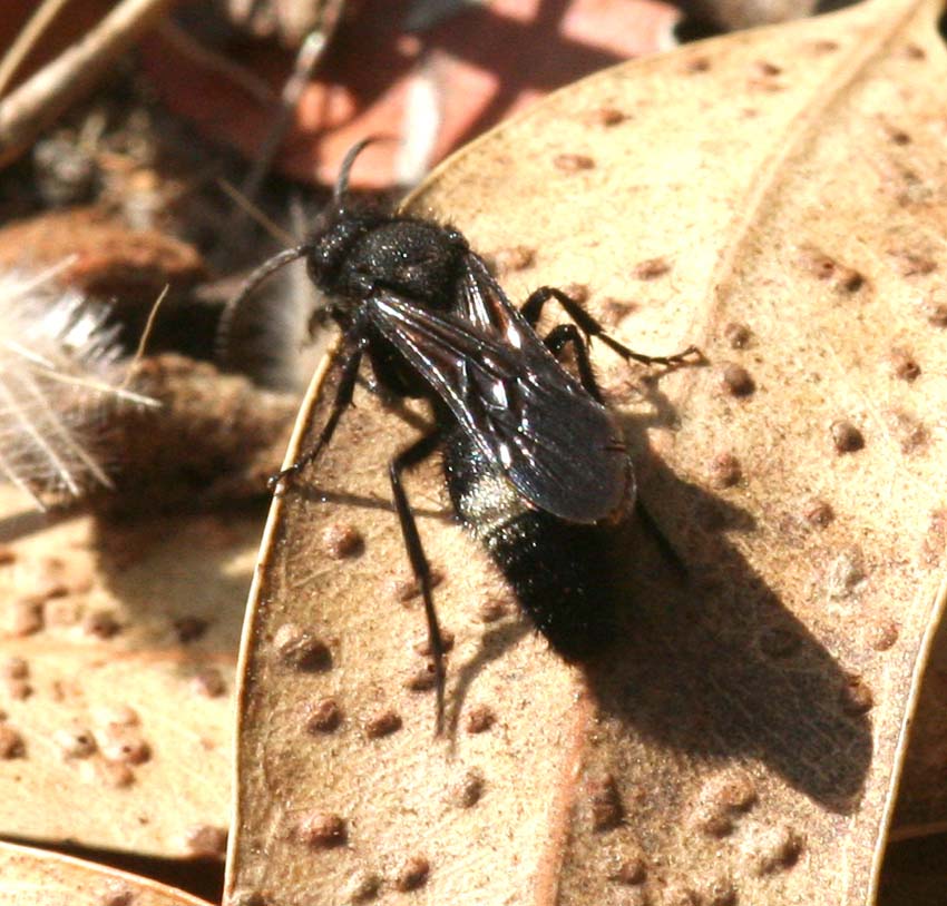 Nemka viduata e Dasylabris maura carinulata (Mutillidae)